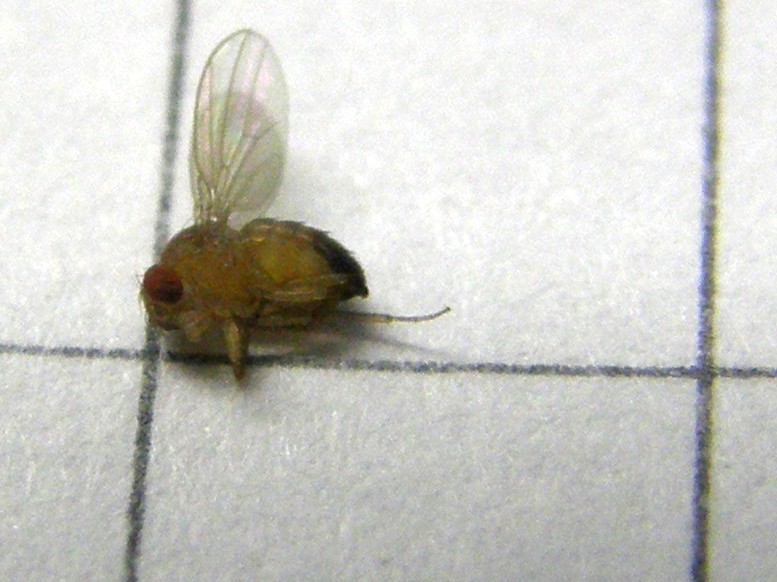 Da dove arrivano? - Drosophila cf. melanogaster