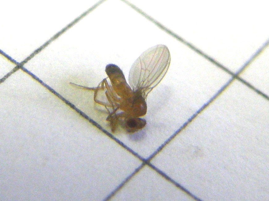 Da dove arrivano? - Drosophila cf. melanogaster