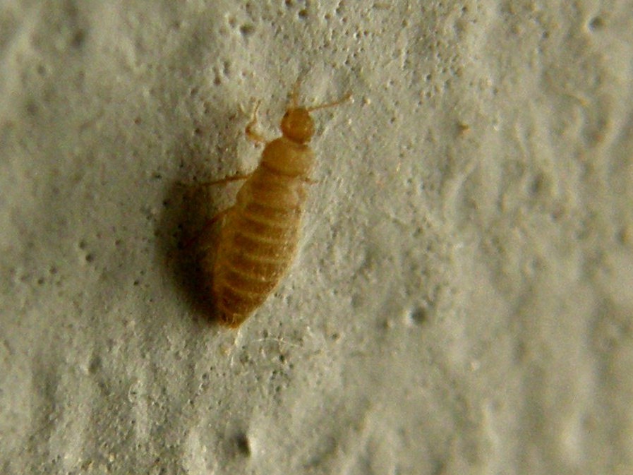 Cos''è? femmina di Thylodrias contractus