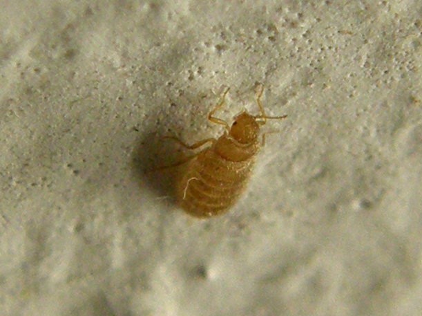 Cos''è? femmina di Thylodrias contractus