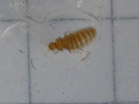 Cos''è? femmina di Thylodrias contractus