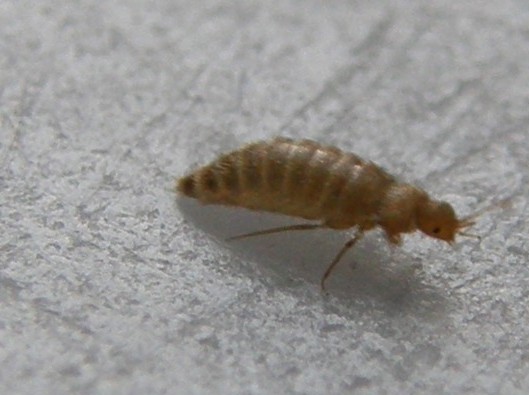 Cos''è? femmina di Thylodrias contractus