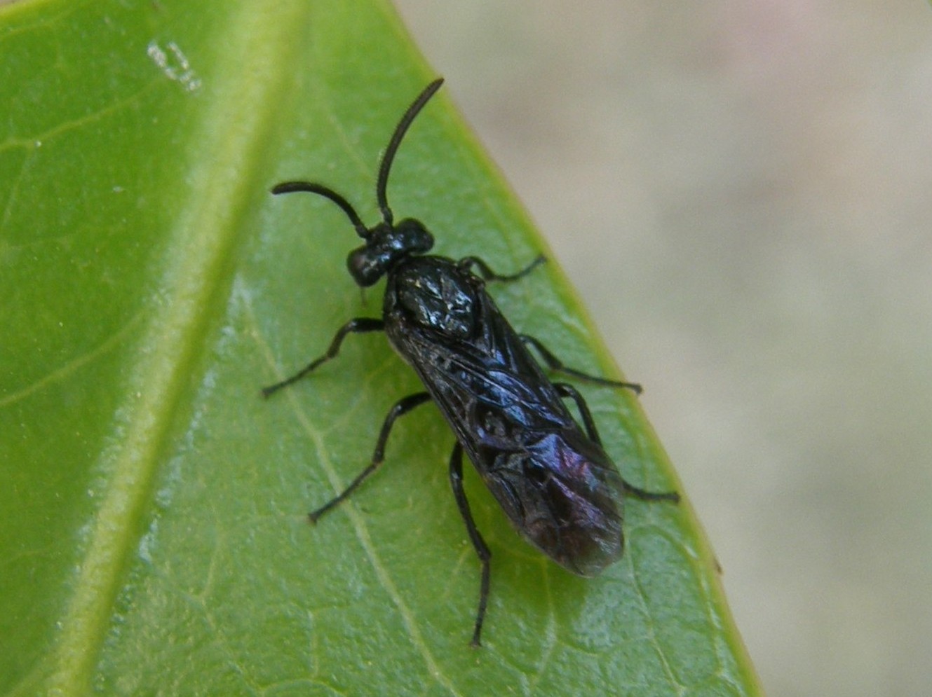 Argidae: cfr. Sterictiphora sp. ... no, Arge pagana