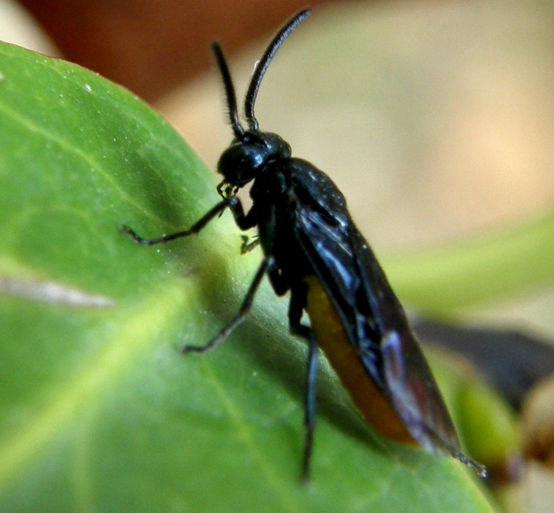 Argidae: cfr. Sterictiphora sp. ... no, Arge pagana