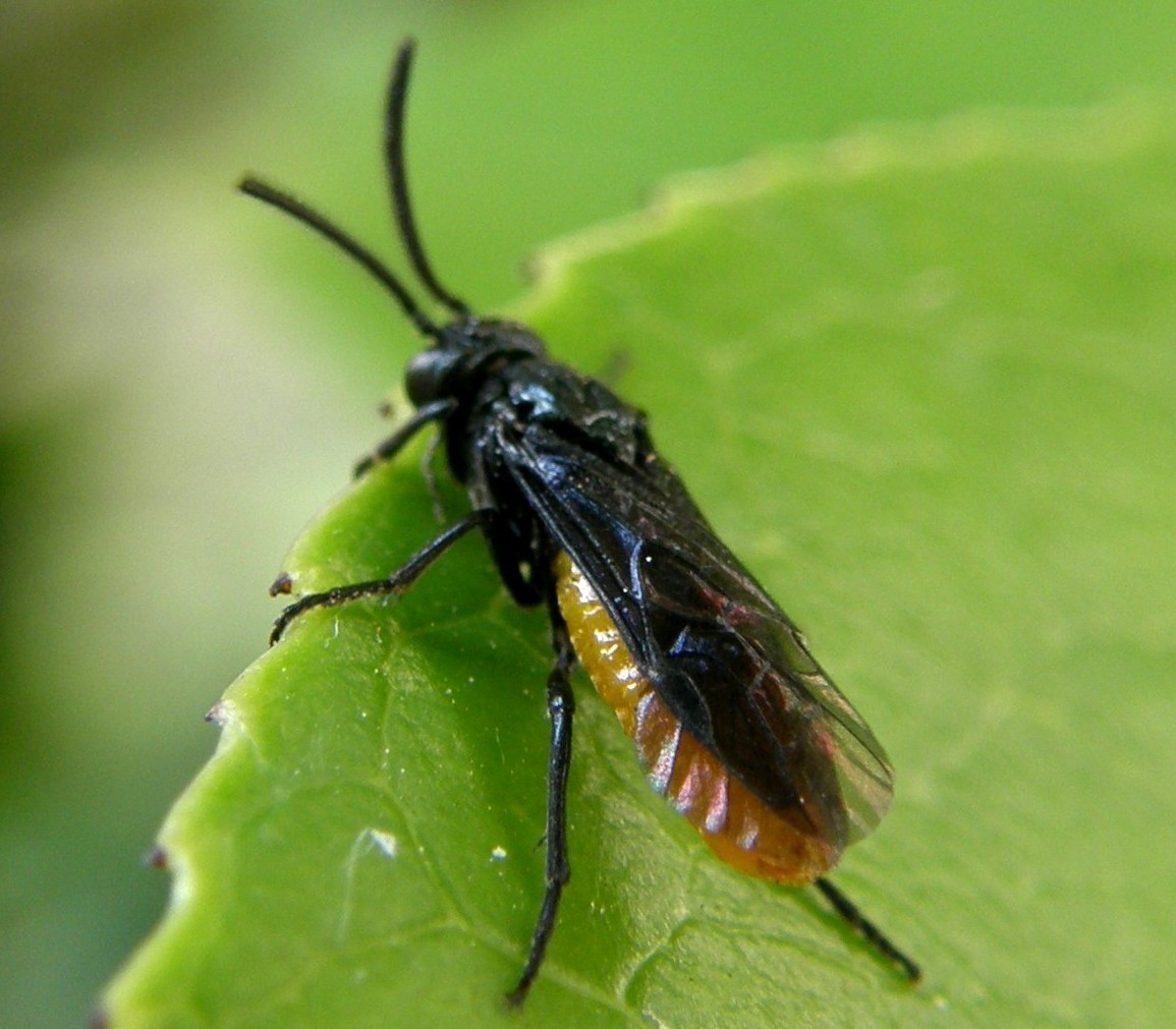 Argidae: cfr. Sterictiphora sp. ... no, Arge pagana