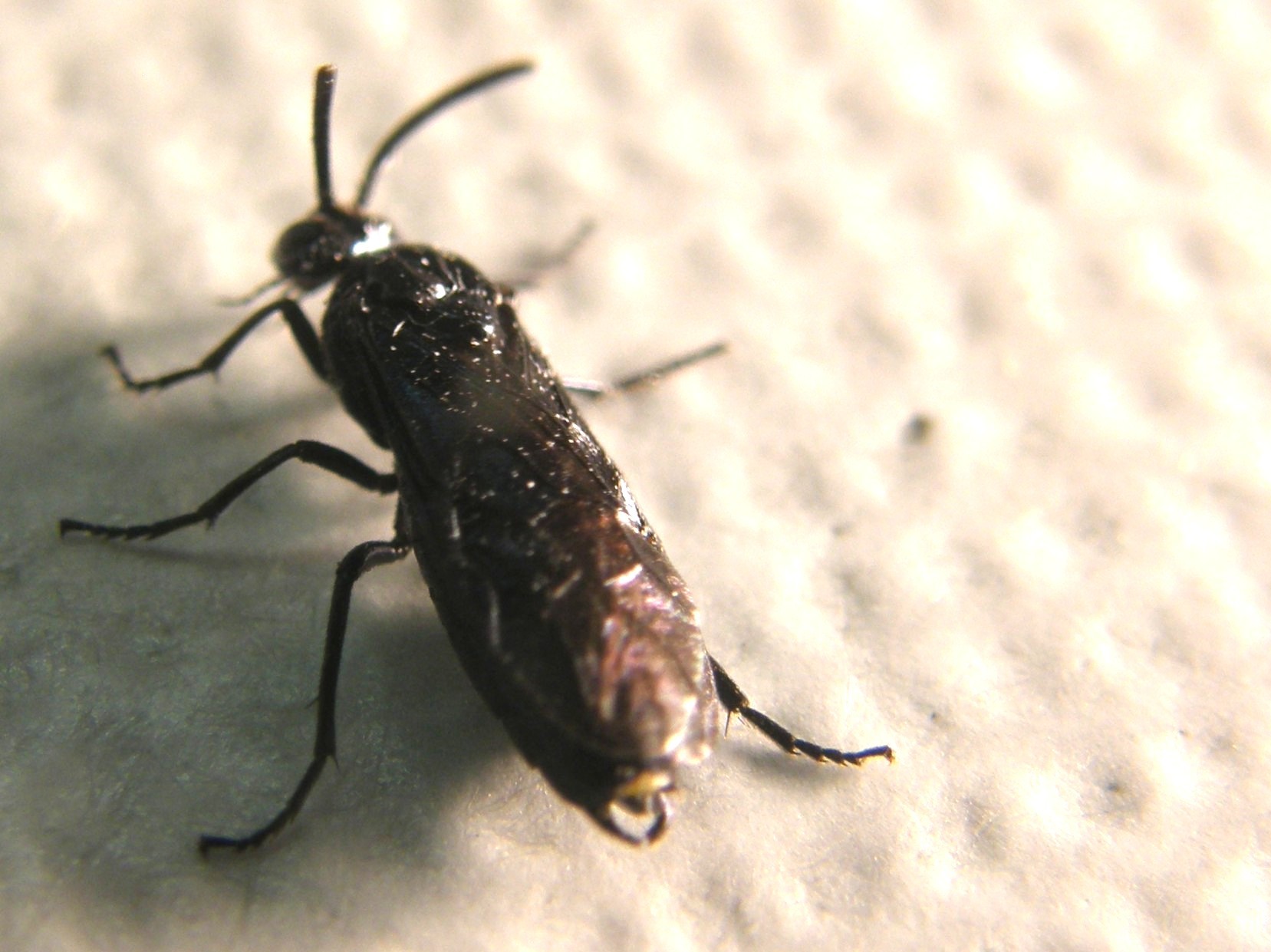 Arge berberidis (Argidae)