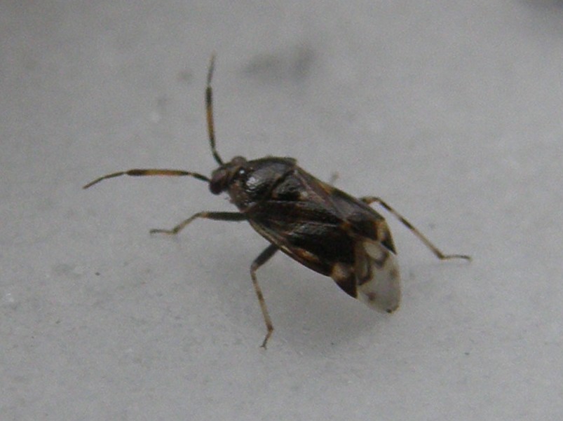 Miridae: Deraeocoris punctulatus della Lombardia (MI)