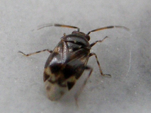 Miridae: Deraeocoris punctulatus della Lombardia (MI)