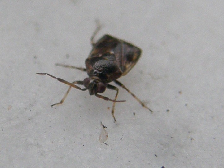 Miridae: Deraeocoris punctulatus della Lombardia (MI)