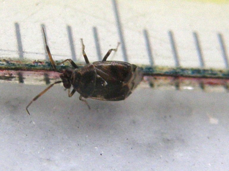Miridae: Deraeocoris punctulatus della Lombardia (MI)