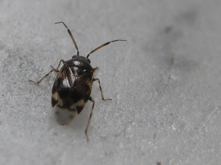 Miridae: Deraeocoris punctulatus della Lombardia (MI)