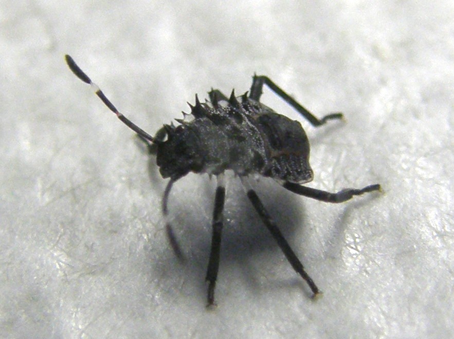Neanide di Halyomorpha halys della Lombardia (MI)