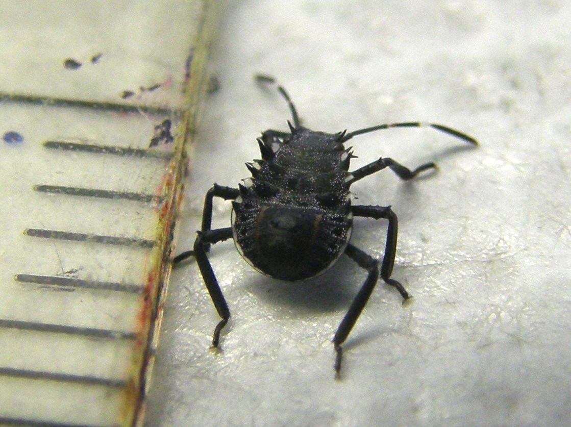 Neanide di Halyomorpha halys della Lombardia (MI)
