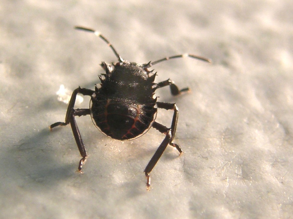 Neanide di Halyomorpha halys della Lombardia (MI)