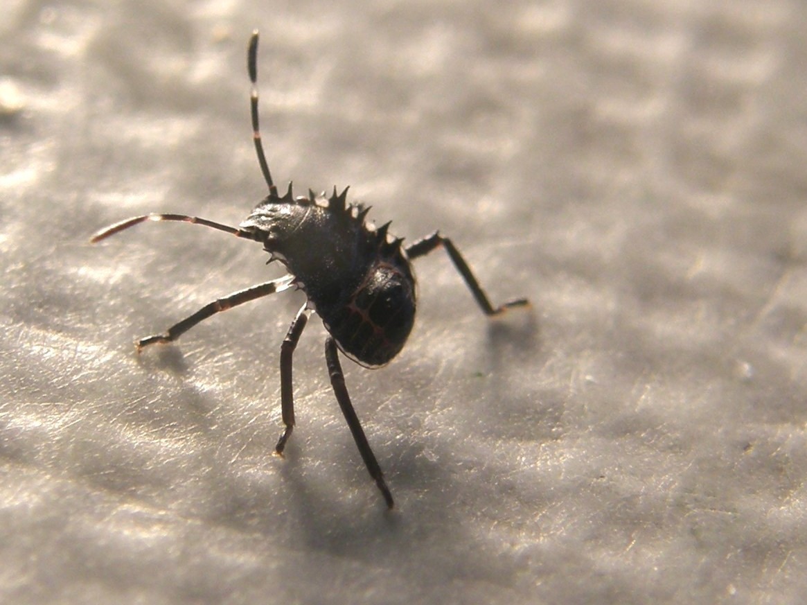 Neanide di Halyomorpha halys della Lombardia (MI)
