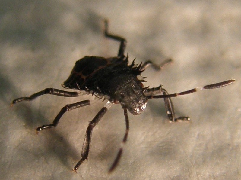 Neanide di Halyomorpha halys della Lombardia (MI)