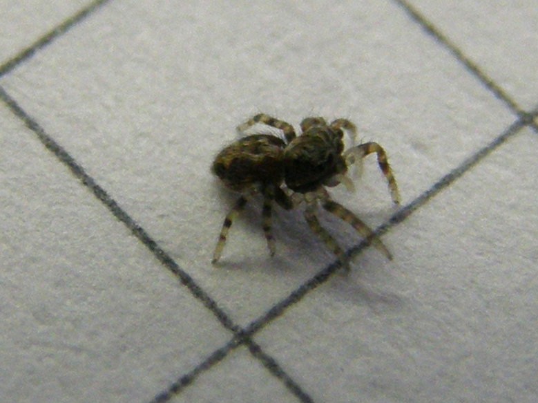 Pseudeuophrys sp. - Milano (MI)