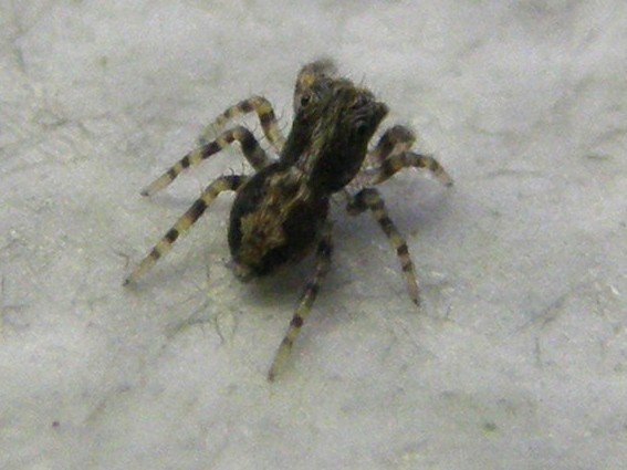 Pseudeuophrys sp. - Milano (MI)