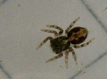 Pseudeuophrys sp. - Milano (MI)