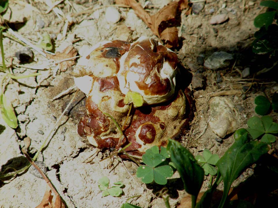 Il Ganoderma resinaceum ...non molla!