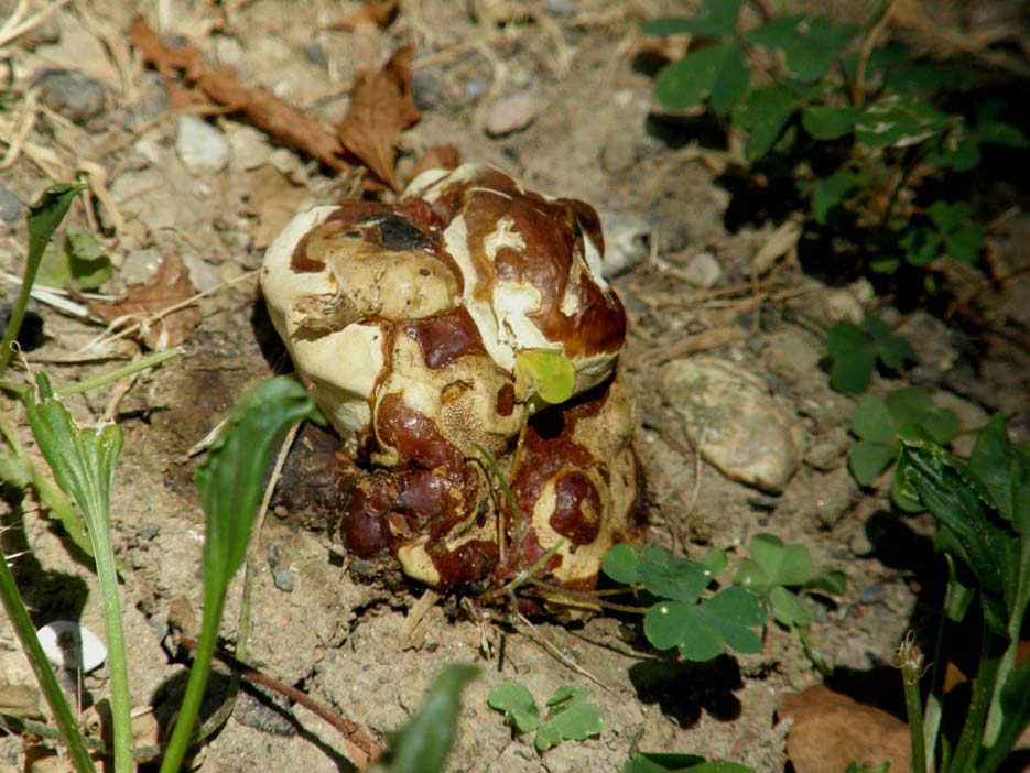 Il Ganoderma resinaceum ...non molla!