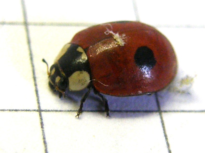 Adalia bipunctata