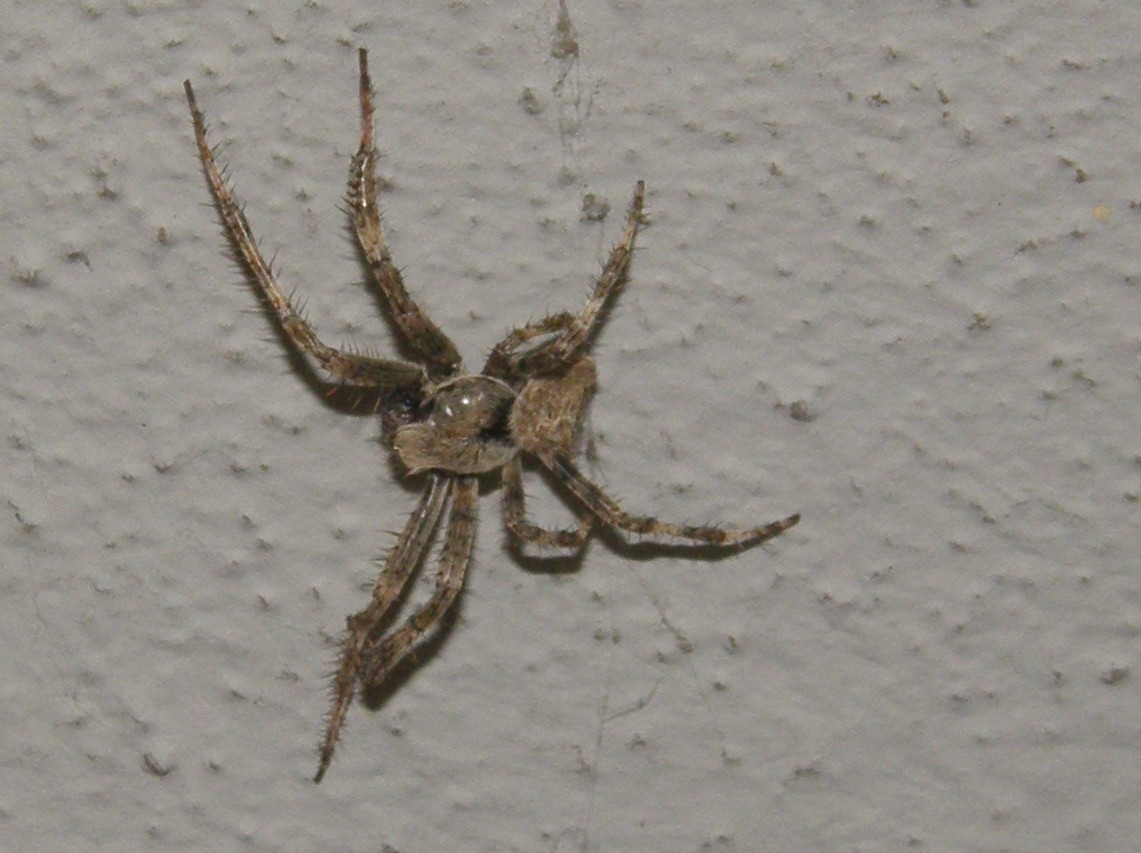 Probabile Araneus angulatus (maschio) - S. Donato (MI)