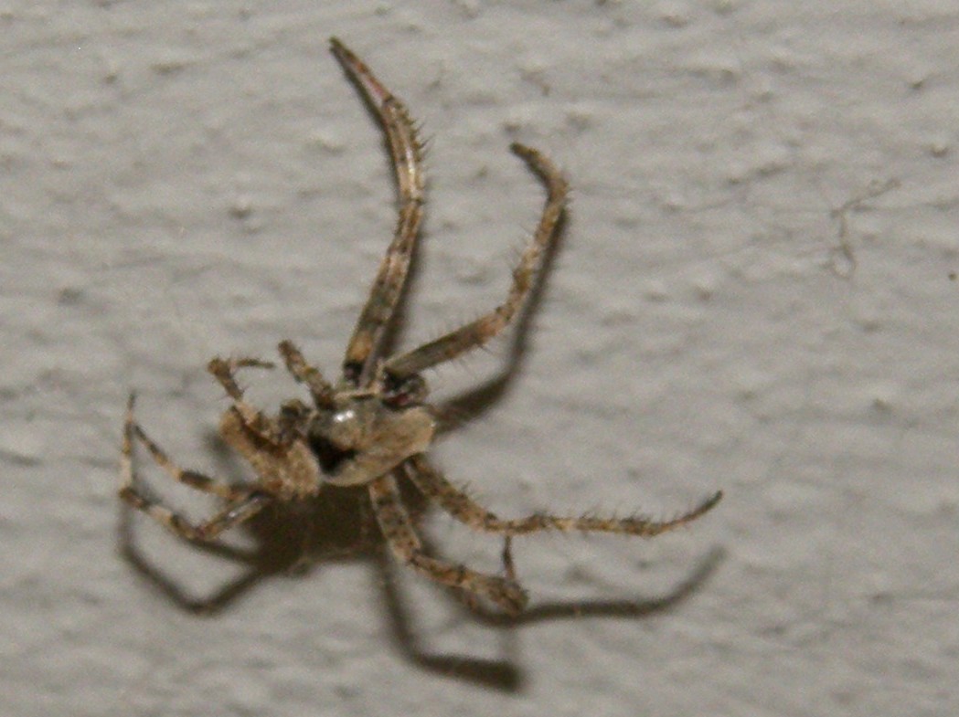 Probabile Araneus angulatus (maschio) - S. Donato (MI)
