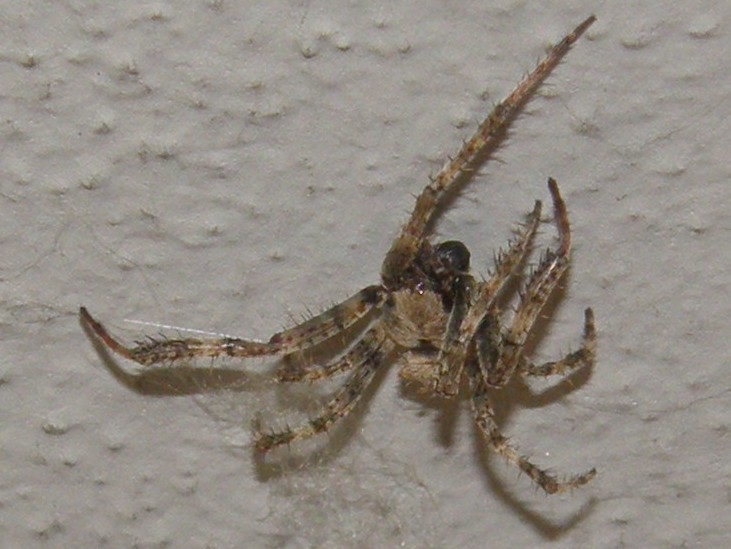 Probabile Araneus angulatus (maschio) - S. Donato (MI)