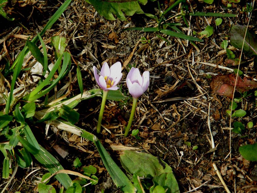 Colchico, o croco, oppure...- Colchicum sp. (Liliales Colchicaceae)