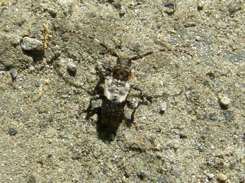 Piccolo cerambicide: Pogonocherus hispidulus