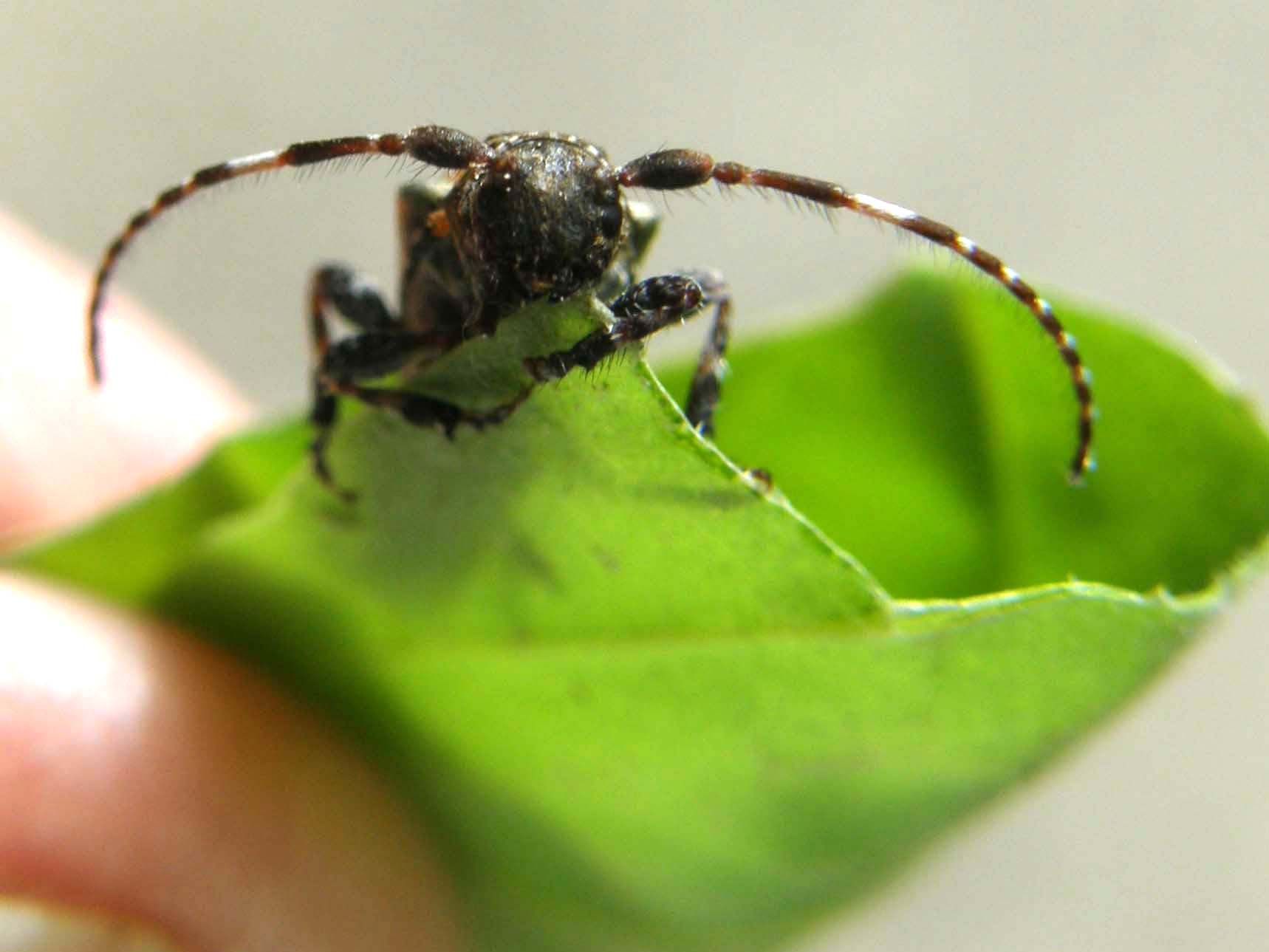 Piccolo cerambicide: Pogonocherus hispidulus