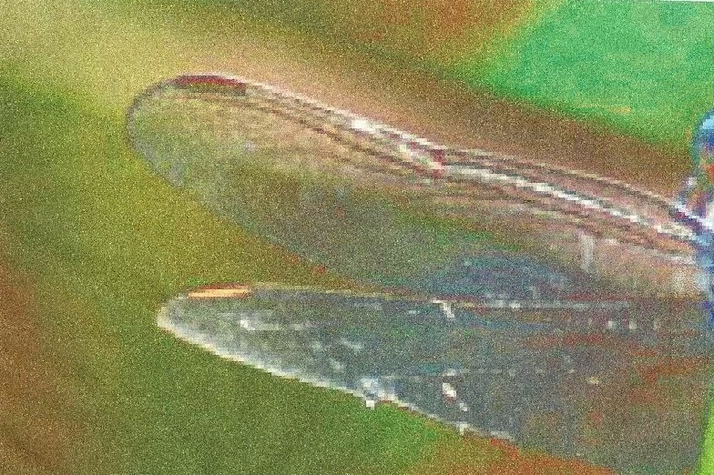 Orthetrum coerulescens?  S�