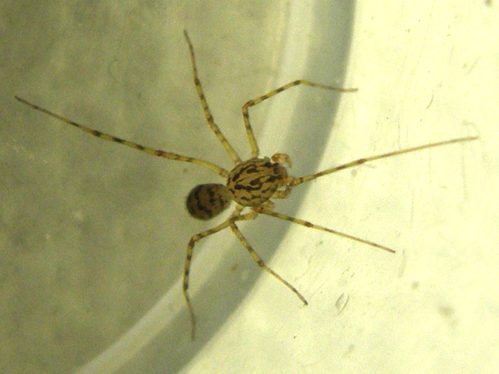 Scytodes thoracica - Milano (MI)