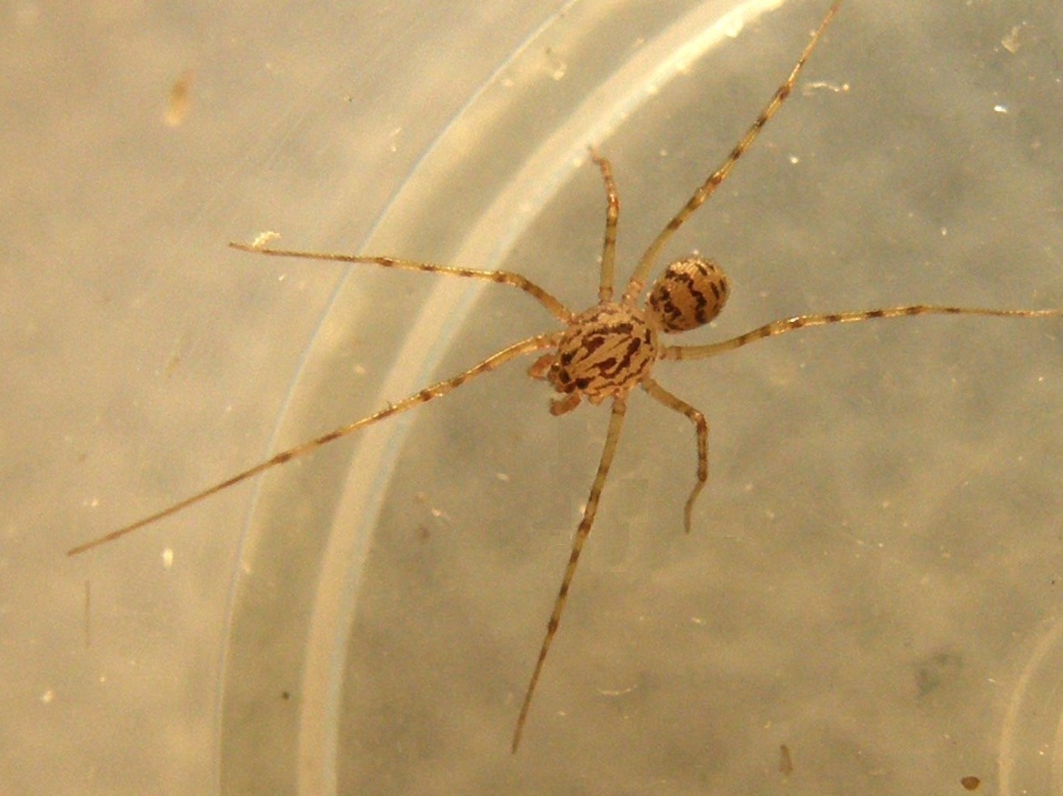 Scytodes thoracica - Milano (MI)