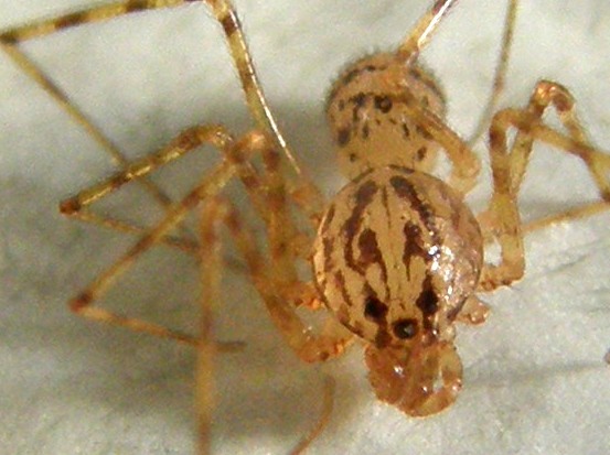 Scytodes thoracica - Milano (MI)