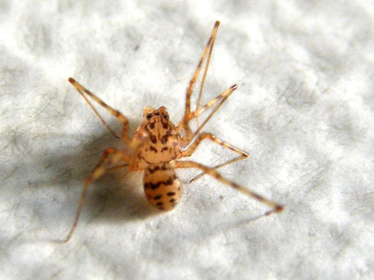 Scytodes thoracica - Milano (MI)