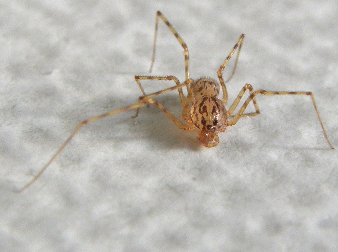 Scytodes thoracica - Milano (MI)