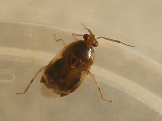Un altro Deraeocoris?  S, Deraeocoris lutescens