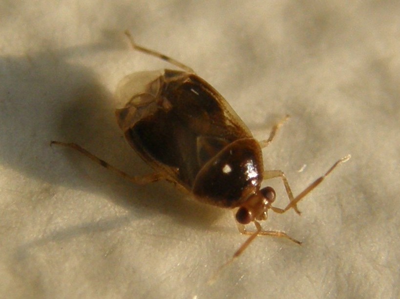Un altro Deraeocoris?  S, Deraeocoris lutescens