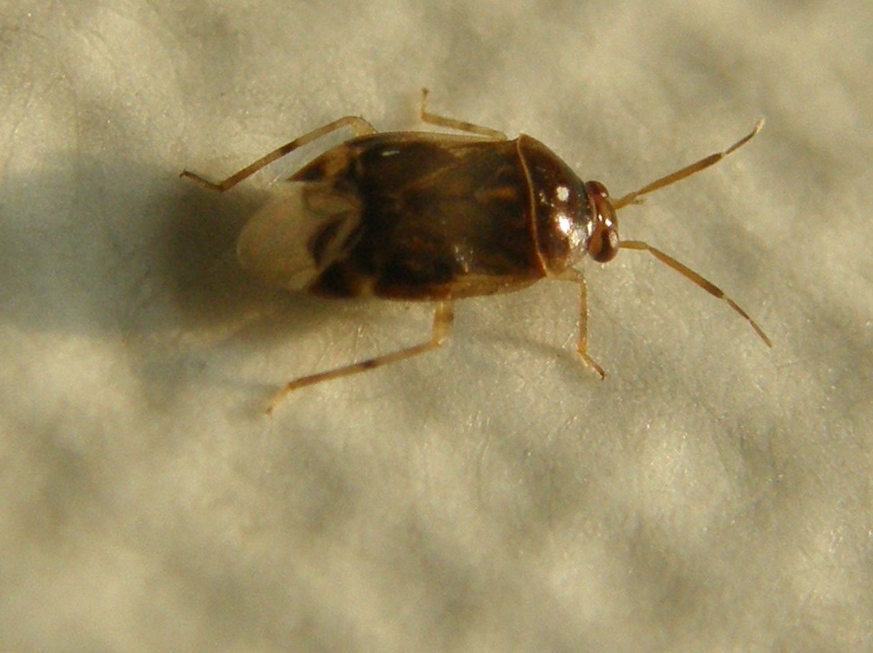 Un altro Deraeocoris?  S, Deraeocoris lutescens