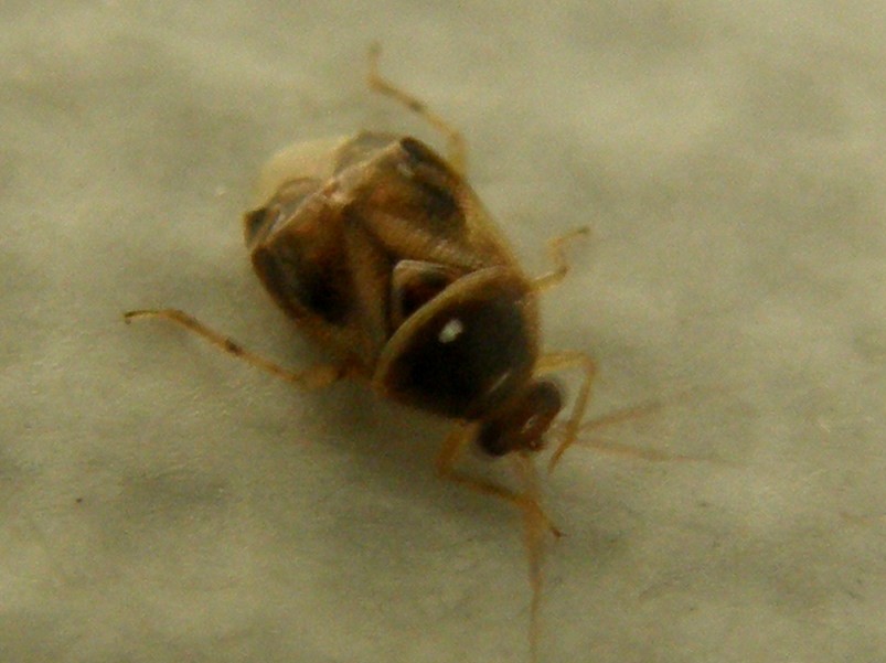 Un altro Deraeocoris?  S, Deraeocoris lutescens