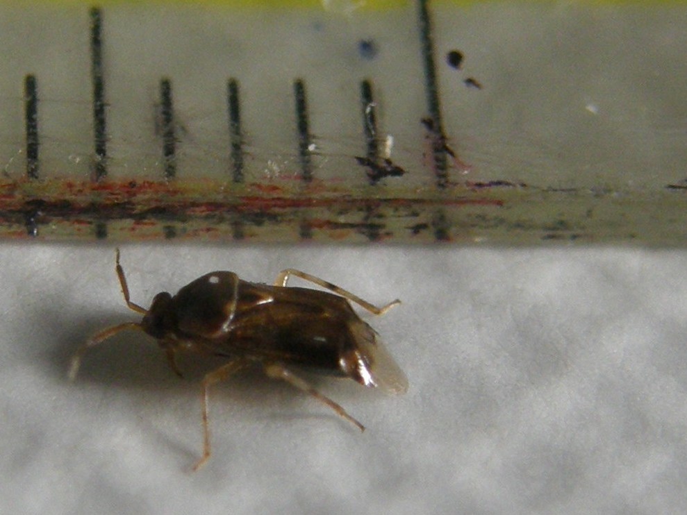 Un altro Deraeocoris?  S, Deraeocoris lutescens