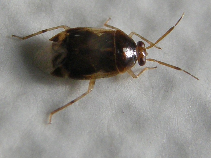 Un altro Deraeocoris?  S, Deraeocoris lutescens
