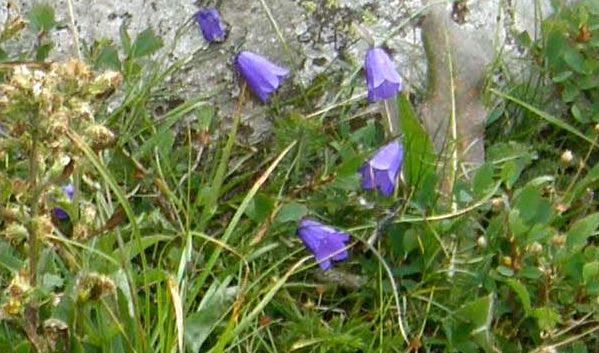 Campanula altoatesina:  Campanula cfr. scheuchzeri (Campanulaceae)