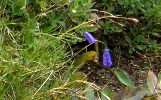Campanula altoatesina:  Campanula cfr. scheuchzeri (Campanulaceae)