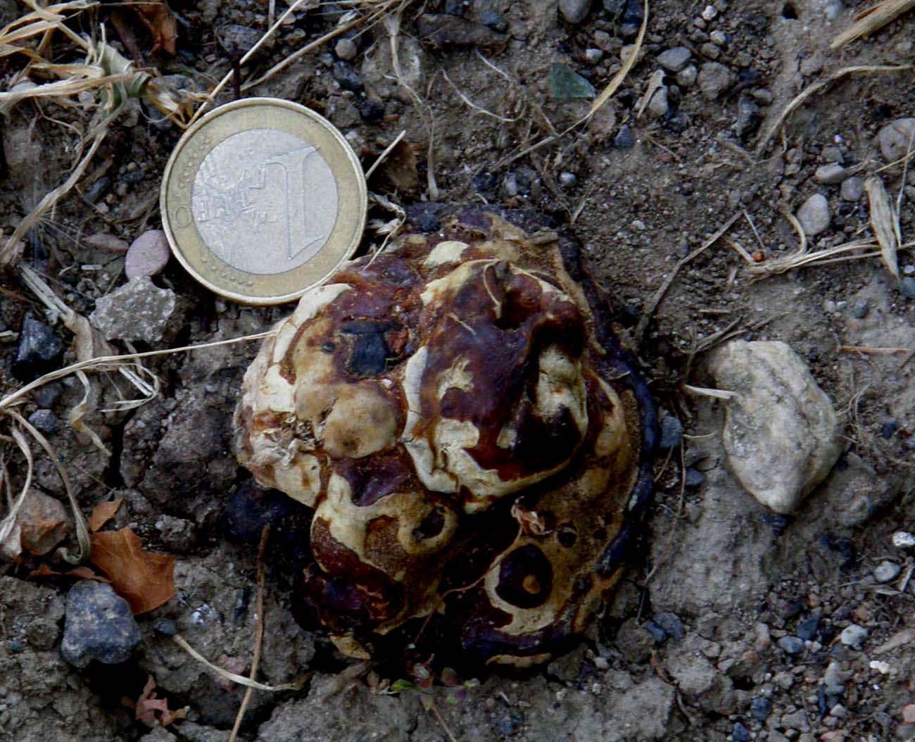 Il Ganoderma resinaceum ...non molla!