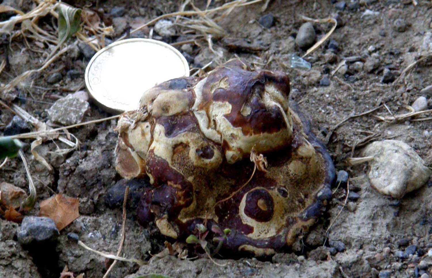 Il Ganoderma resinaceum ...non molla!