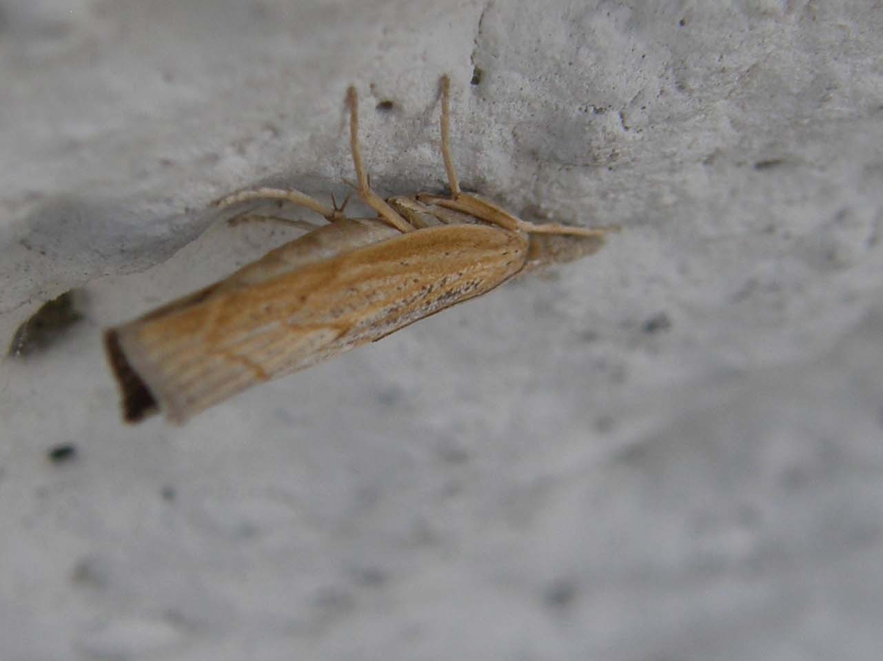 Crambidae:  cfr. Pediasia contaminella