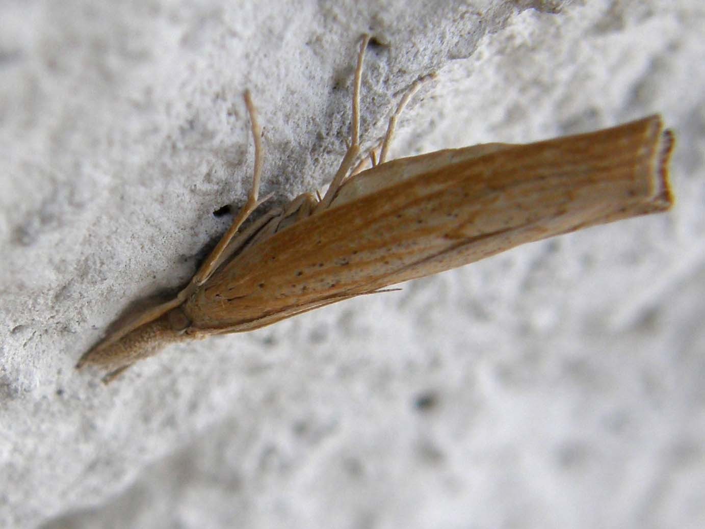 Crambidae:  cfr. Pediasia contaminella